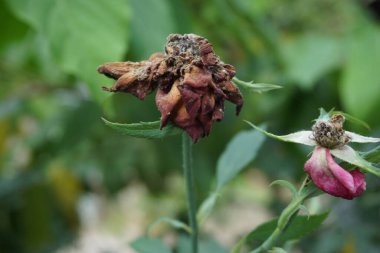Pembe gül ve doğal bir arka plan.