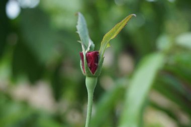 Pembe gül ve doğal bir arka plan.