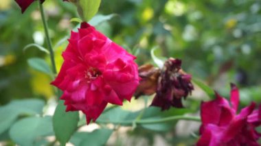 Pembe gül ve doğal bir arka plan.