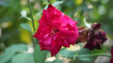 Pembe gül ve doğal bir arka plan.