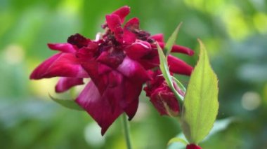 Pembe gül ve doğal bir arka plan.