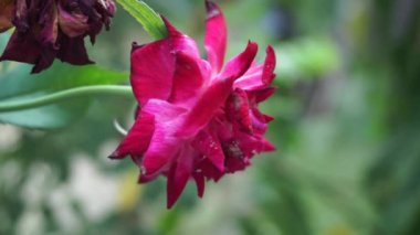 Pembe gül ve doğal bir arka plan.