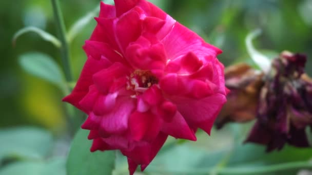 Ροζ Τριαντάφυλλο Φυσικό Φόντο — Αρχείο Βίντεο
