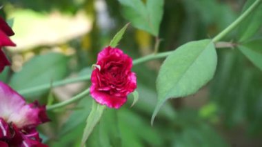 Pembe gül ve doğal bir arka plan.