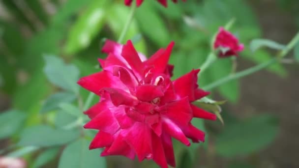 Różowa Róża Naturalnym Tłem — Wideo stockowe