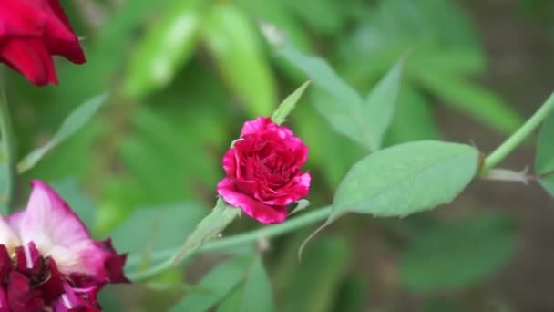 Rosa Ros Med Naturlig Bakgrund — Stockvideo