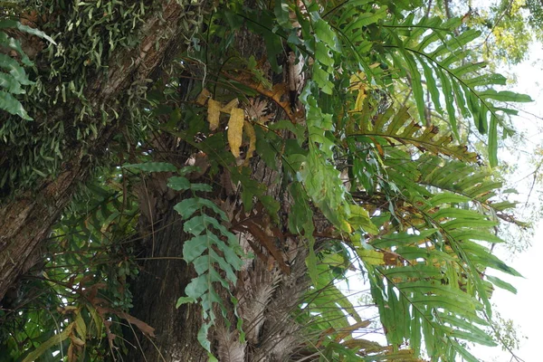 Dendroconche Schandalen Ook Wel Microsorum Scandens Geurige Varen Met Een — Stockfoto