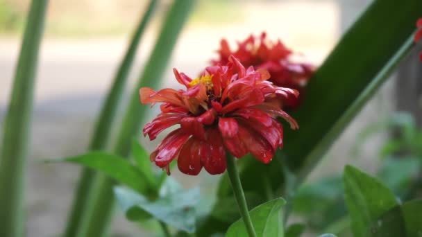 Zinnia Elegans Jeugd Leeftijd Gemeenschappelijke Zinnia Elegante Zinnia Bloem Met — Stockvideo