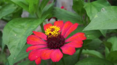 Zinnia elegans (gençlik ve yaş, genel zinnia, zarif zinnia) çiçeği doğal arka plandadır. Çiçek renkleri beyaz, krem, pembe, kırmızı, mor, yeşil, sarı, kayısı, turuncu ve somon arasında değişmektedir..