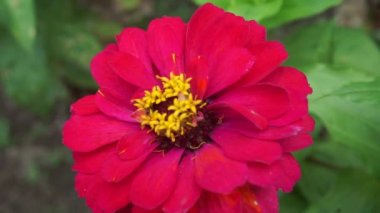 Zinnia elegans (gençlik ve yaş, genel zinnia, zarif zinnia) çiçeği doğal arka plandadır. Çiçek renkleri beyaz, krem, pembe, kırmızı, mor, yeşil, sarı, kayısı, turuncu ve somon arasında değişmektedir..