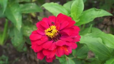 Zinnia elegans (gençlik ve yaş, genel zinnia, zarif zinnia) çiçeği doğal arka plandadır. Çiçek renkleri beyaz, krem, pembe, kırmızı, mor, yeşil, sarı, kayısı, turuncu ve somon arasında değişmektedir..