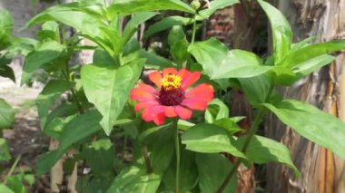 Zinnia elegans (gençlik ve yaş, genel zinnia, zarif zinnia) çiçeği doğal arka plandadır. Çiçek renkleri beyaz, krem, pembe, kırmızı, mor, yeşil, sarı, kayısı, turuncu ve somon arasında değişmektedir..