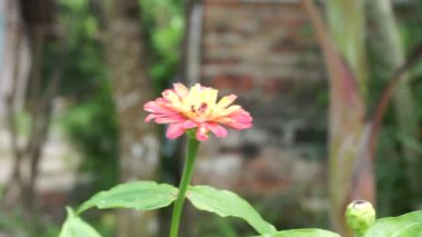Zinnia elegans (gençlik ve yaş, genel zinnia, zarif zinnia) çiçeği doğal arka plandadır. Çiçek renkleri beyaz, krem, pembe, kırmızı, mor, yeşil, sarı, kayısı, turuncu ve somon arasında değişmektedir..
