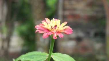 Zinnia elegans (gençlik ve yaş, genel zinnia, zarif zinnia) çiçeği doğal arka plandadır. Çiçek renkleri beyaz, krem, pembe, kırmızı, mor, yeşil, sarı, kayısı, turuncu ve somon arasında değişmektedir..