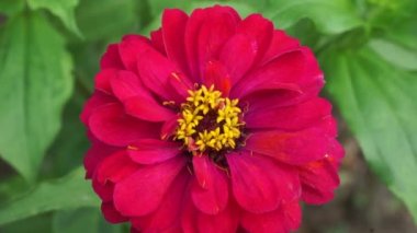 Zinnia elegans (gençlik ve yaş, genel zinnia, zarif zinnia) çiçeği doğal arka plandadır. Çiçek renkleri beyaz, krem, pembe, kırmızı, mor, yeşil, sarı, kayısı, turuncu ve somon arasında değişmektedir..