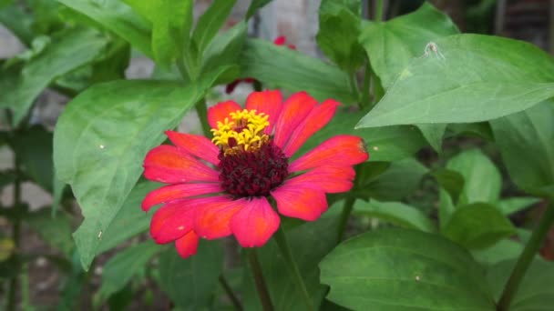 지니아 사람들 젊음과 지니니아 지니니아 자연적 배경을 꽃이다 색깔은 크림색 — 비디오