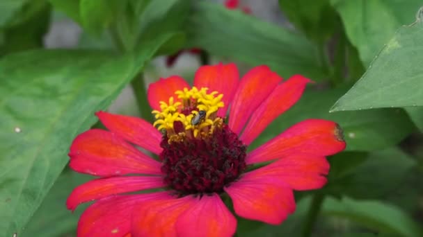 Zinnia Elegans Ungdom Och Ålder Vanliga Zinnia Elegant Zinnia Blomma — Stockvideo