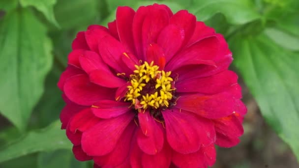 Zinnia Elegans Ungdom Och Ålder Vanliga Zinnia Elegant Zinnia Blomma — Stockvideo