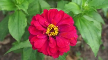 Zinnia elegans (gençlik ve yaş, genel zinnia, zarif zinnia) çiçeği doğal arka plandadır. Çiçek renkleri beyaz, krem, pembe, kırmızı, mor, yeşil, sarı, kayısı, turuncu ve somon arasında değişmektedir..