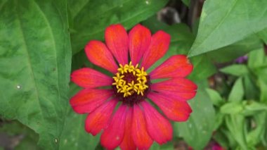 Zinnia elegans (gençlik ve yaş, genel zinnia, zarif zinnia) çiçeği doğal arka plandadır. Çiçek renkleri beyaz, krem, pembe, kırmızı, mor, yeşil, sarı, kayısı, turuncu ve somon arasında değişmektedir..