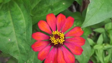 Zinnia elegans (gençlik ve yaş, genel zinnia, zarif zinnia) çiçeği doğal arka plandadır. Çiçek renkleri beyaz, krem, pembe, kırmızı, mor, yeşil, sarı, kayısı, turuncu ve somon arasında değişmektedir..