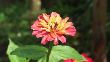 Zinnia elegans (gençlik ve yaş, genel zinnia, zarif zinnia) çiçeği doğal arka plandadır. Çiçek renkleri beyaz, krem, pembe, kırmızı, mor, yeşil, sarı, kayısı, turuncu ve somon arasında değişmektedir..