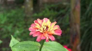 Zinnia elegans (gençlik ve yaş, genel zinnia, zarif zinnia) çiçeği doğal arka plandadır. Çiçek renkleri beyaz, krem, pembe, kırmızı, mor, yeşil, sarı, kayısı, turuncu ve somon arasında değişmektedir..