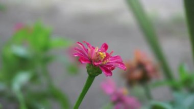 Zinnia elegans (gençlik ve yaş, genel zinnia, zarif zinnia) çiçeği doğal arka plandadır. Çiçek renkleri beyaz, krem, pembe, kırmızı, mor, yeşil, sarı, kayısı, turuncu ve somon arasında değişmektedir..