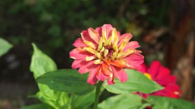 Zinnia elegans (gençlik ve yaş, genel zinnia, zarif zinnia) çiçeği doğal arka plandadır. Çiçek renkleri beyaz, krem, pembe, kırmızı, mor, yeşil, sarı, kayısı, turuncu ve somon arasında değişmektedir..