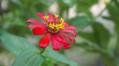 Zinnia elegans (gençlik ve yaş, genel zinnia, zarif zinnia) çiçeği doğal arka plandadır. Çiçek renkleri beyaz, krem, pembe, kırmızı, mor, yeşil, sarı, kayısı, turuncu ve somon arasında değişmektedir..