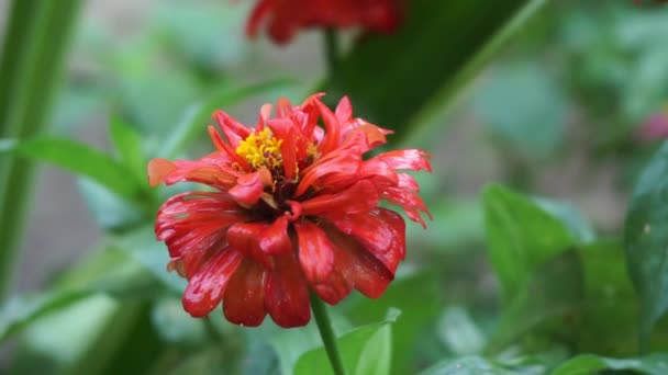 지니아 사람들 젊음과 지니니아 지니니아 자연적 배경을 꽃이다 색깔은 크림색 — 비디오