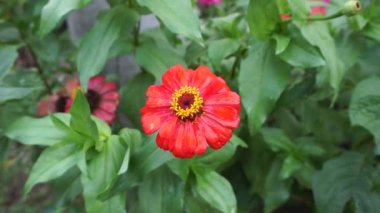 Zinnia elegans (gençlik ve yaş, genel zinnia, zarif zinnia) çiçeği doğal arka plandadır. Çiçek renkleri beyaz, krem, pembe, kırmızı, mor, yeşil, sarı, kayısı, turuncu ve somon arasında değişmektedir..
