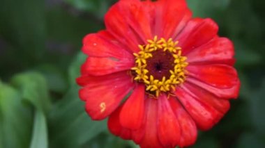 Zinnia elegans (gençlik ve yaş, genel zinnia, zarif zinnia) çiçeği doğal arka plandadır. Çiçek renkleri beyaz, krem, pembe, kırmızı, mor, yeşil, sarı, kayısı, turuncu ve somon arasında değişmektedir..