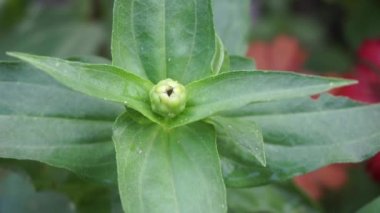 Zinnia elegans (gençlik ve yaş, genel zinnia, zarif zinnia) çiçeği doğal arka plandadır. Çiçek renkleri beyaz, krem, pembe, kırmızı, mor, yeşil, sarı, kayısı, turuncu ve somon arasında değişmektedir..