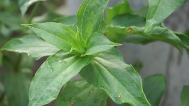 Zinnia elegans (gençlik ve yaş, genel zinnia, zarif zinnia) çiçeği doğal arka plandadır. Çiçek renkleri beyaz, krem, pembe, kırmızı, mor, yeşil, sarı, kayısı, turuncu ve somon arasında değişmektedir..