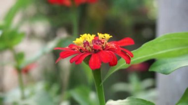 Zinnia elegans (gençlik ve yaş, genel zinnia, zarif zinnia) çiçeği doğal arka plandadır. Çiçek renkleri beyaz, krem, pembe, kırmızı, mor, yeşil, sarı, kayısı, turuncu ve somon arasında değişmektedir..