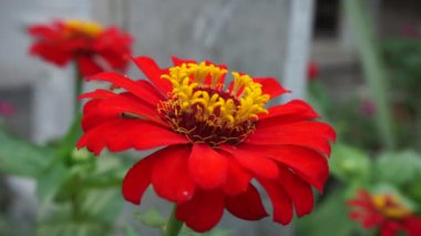 Zinnia elegans (gençlik ve yaş, genel zinnia, zarif zinnia) çiçeği doğal arka plandadır. Çiçek renkleri beyaz, krem, pembe, kırmızı, mor, yeşil, sarı, kayısı, turuncu ve somon arasında değişmektedir..