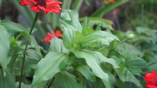 Zinnia Elegans Jeugd Leeftijd Gemeenschappelijke Zinnia Elegante Zinnia Bloem Met — Stockvideo