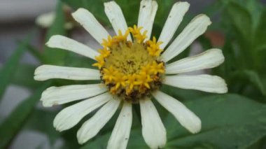 Zinnia elegans (gençlik ve yaş, genel zinnia, zarif zinnia) çiçeği doğal arka plandadır. Çiçek renkleri beyaz, krem, pembe, kırmızı, mor, yeşil, sarı, kayısı, turuncu ve somon arasında değişmektedir..