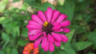 Zinnia elegans (gençlik ve yaş, genel zinnia, zarif zinnia) çiçeği doğal arka plandadır. Çiçek renkleri beyaz, krem, pembe, kırmızı, mor, yeşil, sarı, kayısı, turuncu ve somon arasında değişmektedir..