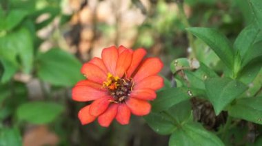 Zinnia elegans (gençlik ve yaş, genel zinnia, zarif zinnia) çiçeği doğal arka plandadır. Çiçek renkleri beyaz, krem, pembe, kırmızı, mor, yeşil, sarı, kayısı, turuncu ve somon arasında değişmektedir..