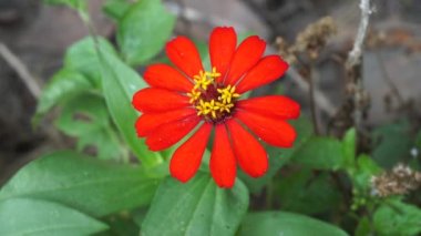 Zinnia elegans (gençlik ve yaş, genel zinnia, zarif zinnia) çiçeği doğal arka plandadır. Çiçek renkleri beyaz, krem, pembe, kırmızı, mor, yeşil, sarı, kayısı, turuncu ve somon arasında değişmektedir..