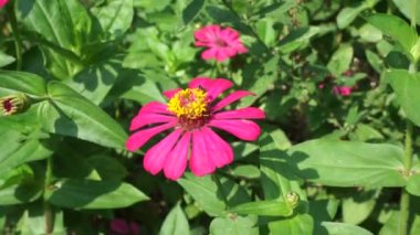 Zinnia elegans (gençlik ve yaş, genel zinnia, zarif zinnia) çiçeği doğal arka plandadır. Çiçek renkleri beyaz, krem, pembe, kırmızı, mor, yeşil, sarı, kayısı, turuncu ve somon arasında değişmektedir..