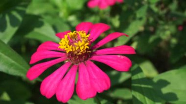 Zinnia elegans (gençlik ve yaş, genel zinnia, zarif zinnia) çiçeği doğal arka plandadır. Çiçek renkleri beyaz, krem, pembe, kırmızı, mor, yeşil, sarı, kayısı, turuncu ve somon arasında değişmektedir..
