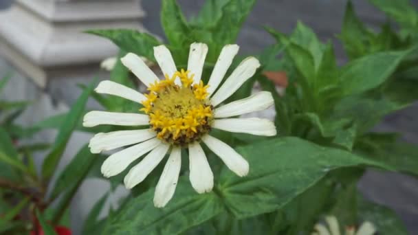 Zinnia Elegans Jeugd Leeftijd Gemeenschappelijke Zinnia Elegante Zinnia Bloem Met — Stockvideo