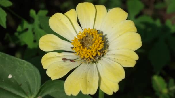 Zinnia Elegans Gençlik Yaş Genel Zinnia Zarif Zinnia Çiçeği Doğal — Stok video