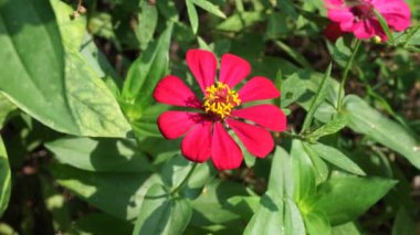 Zinnia elegans (gençlik ve yaş, genel zinnia, zarif zinnia) çiçeği doğal arka plandadır. Çiçek renkleri beyaz, krem, pembe, kırmızı, mor, yeşil, sarı, kayısı, turuncu ve somon arasında değişmektedir..