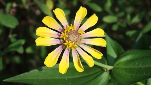 Zinnia Elegans Jeugd Leeftijd Gemeenschappelijke Zinnia Elegante Zinnia Bloem Met — Stockvideo