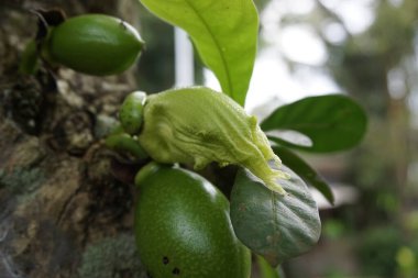 Doğal bir geçmişi olan Crescentia cujete meyvesi. Calabash ağacı da denir.