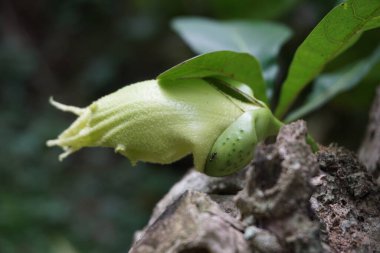 Doğal bir geçmişi olan Crescentia cujete meyvesi. Calabash ağacı da denir.